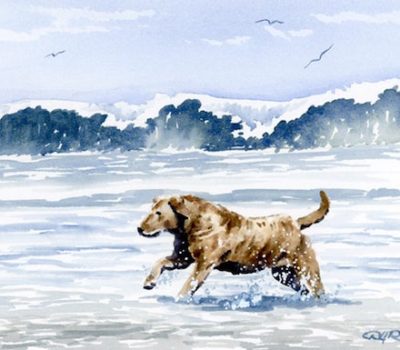 Chesapeake Bay Retriever,temperament