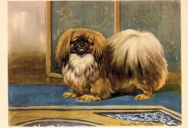 Pekingese,Chrysanthemum Tail