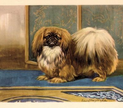 Pekingese,Chrysanthemum Tail