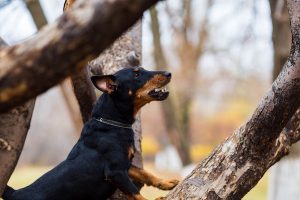 Jagdterrier, german hunt terrier