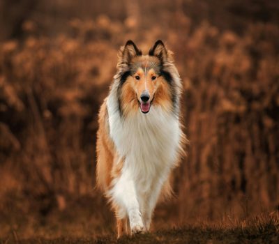 Collie, apron, biff, ruff, terms