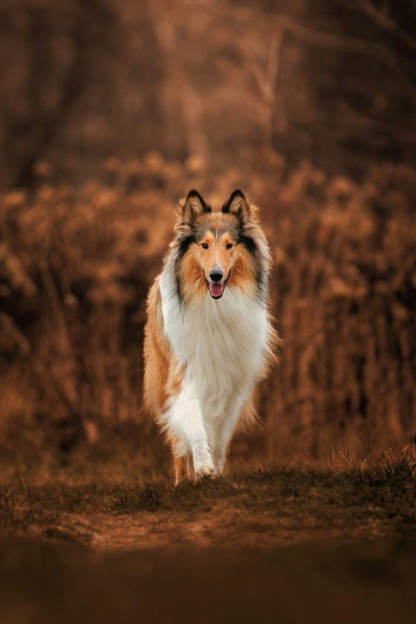 Collie, apron, biff, ruff, terms