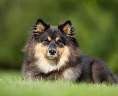 Finnish Lapphund,reindeer herder, Lappish herding, Lapponian herder,Sámi,Saami