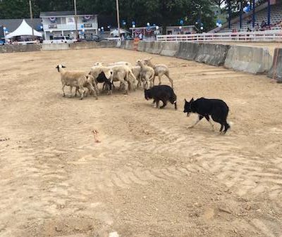 Border Collie,Stockdogs,Collins Stockdogs,herding