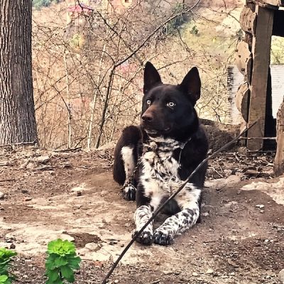 Trabzon Zerdava Dog, Turkish Zerdava Dog, Kapi, Kapı Köpeği