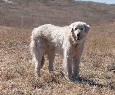 Karabash, Akbash,Anatolian Shepherd Dog