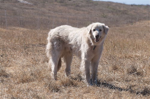 Karabash, Akbash,Anatolian Shepherd Dog