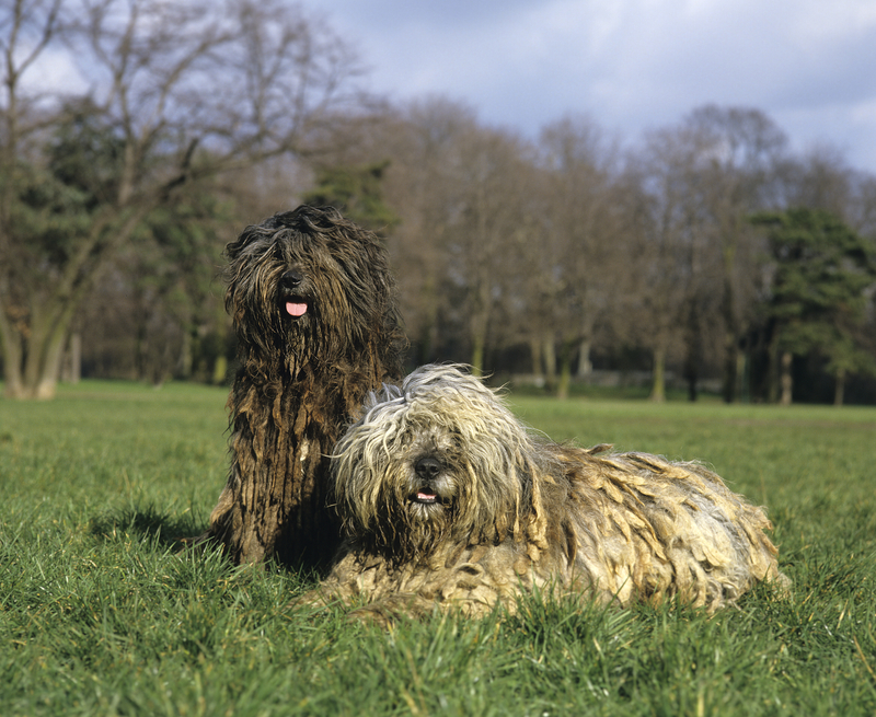 Bergamasco, sheep