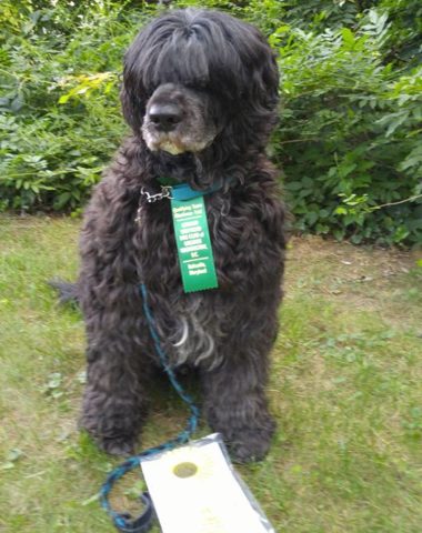 Not Just a Pretty Face,Portuguese Water Dog,