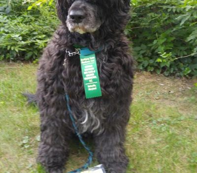 Not Just a Pretty Face,Portuguese Water Dog,