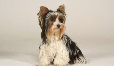 Biewer Terrier,Margot Eskins,Biewer Yorkshire Terrier,Werner & Gertrude Biewer