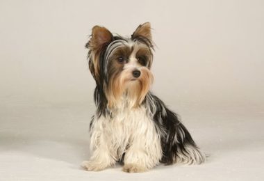 Biewer Terrier,Margot Eskins,Biewer Yorkshire Terrier,Werner & Gertrude Biewer