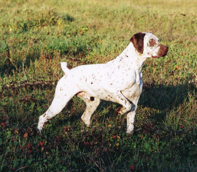 Pointer of Bourbonnais,Braque Bourbonnais,Ulisse Aldrovandi,French Pointer,