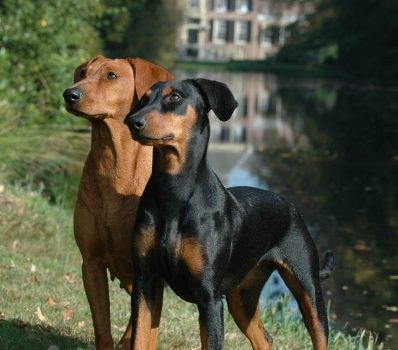 German Pinscher,Deutscher Pinscher,color,silberpinsch, harlequin