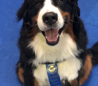 Bernese Mountain Dog, AKC, Canine Good Citizen