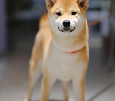 countershading,color,urajiro