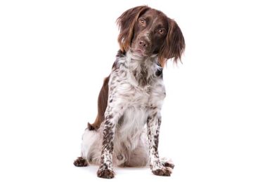 Small Munsterlander,hunting dog, gun dog