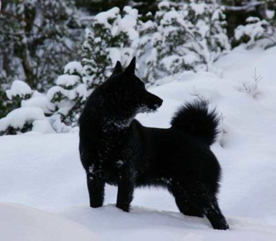 Black Norwegian Elkhound,Norsk Elghund Sort, Norsk Elghund Black, Black Elkhound, Norwegian Moose Dog