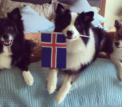 Icelandic Sheepdog Day,Icelandic Sheepdog,Mark Watson