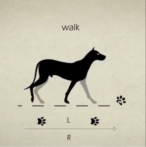 Dog Gaits A Visual Video