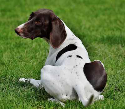 Old Danish Chicken Dog,Old Danish Bird Dog,Altdanischer Huhnerhund,Old Danish Bird Dog, Bakhound 