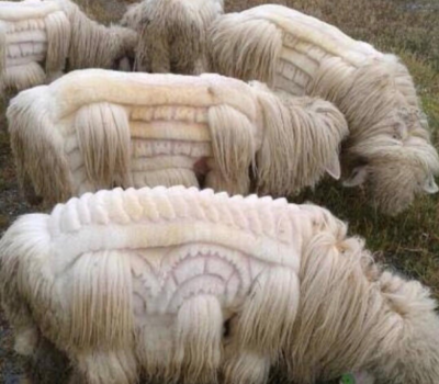 Bergamasco, sheep