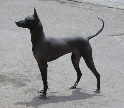 Peruvian Inca Orchid, Perro sin pelo de Peru,Peruvian hairless dog, perros flora, flower dogs, PIO, hairless,cuchimilcos