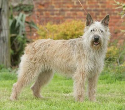 Bouvier des Ardennes,Ardennes Cattle Dog, Ardennes Droving Dog,Petit Bouvier, Bouvier des Flandres