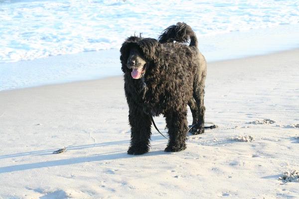 Not Just a Pretty Face,Portuguese Water Dog,