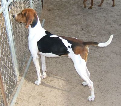 Treeing Walker Coonhound,Running Walker Coonhound