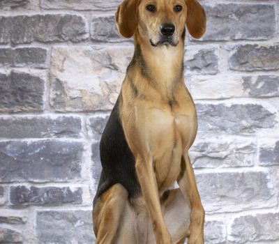 Gonchaya, Gontchaja Russkaja, Russian Drab Yellow Hound, Russian Hound Russian Hound, Russkaya Gonchaya