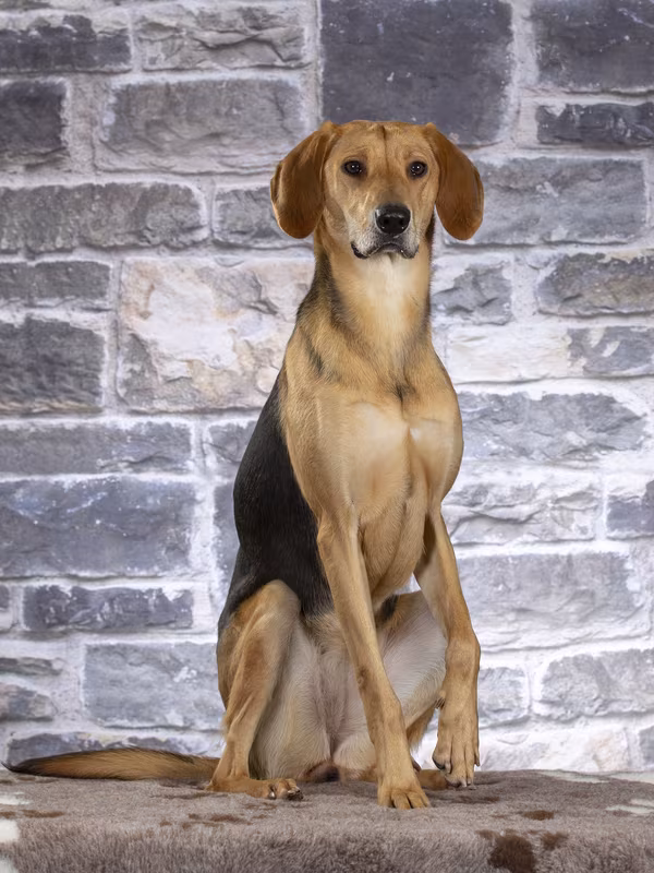Gonchaya, Gontchaja Russkaja, Russian Drab Yellow Hound, Russian Hound Russian Hound, Russkaya Gonchaya