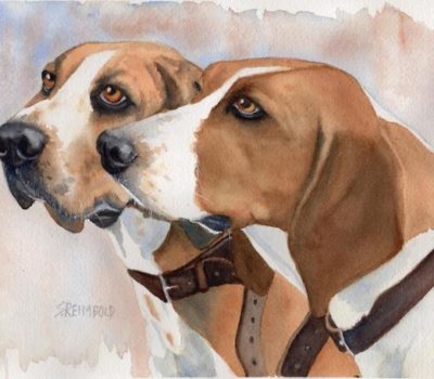 American Foxhound,English Foxhound,