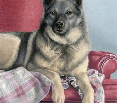 Norwegian Elkhound,Virginia Woolf,Vikings