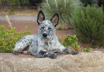 Kangal Dog,Stumpy Tail Cattle Dog