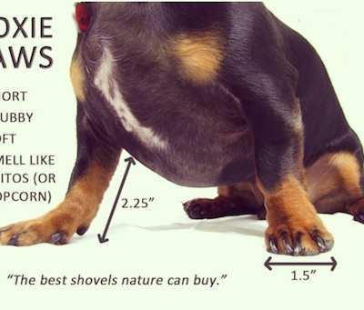 Dachshund,fins, terms, feet