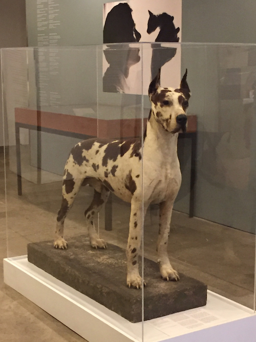The Great Dane,Cecil,Andy Warhol,museum, 