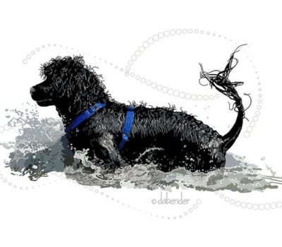 coat, genetics, Georgie Project, K. Gordon Lark,Portuguese Water Dog