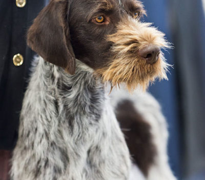 German Wirehaired Pointer, Maggie,conservation dog, scat sniffing dog,tiger