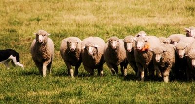 Meeker Classic, Border Collie, Sheepdog, Sheepdog Trials