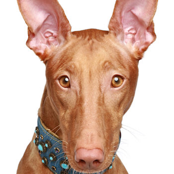 Pharaoh Hound,blush,pigment