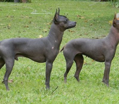 Argentine Pila Dog,Peruvian Inca Orchid Dog,coat,hairless