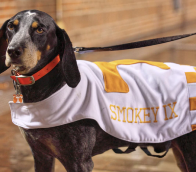 mascot, Smokey,Bluetick Coonhound, University of Tennessee