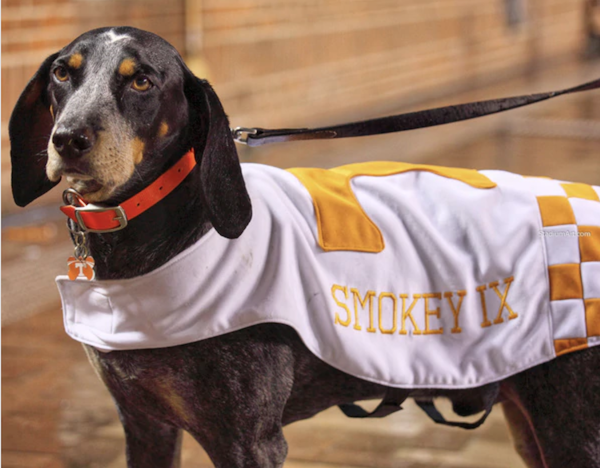 mascot, Smokey,Bluetick Coonhound, University of Tennessee
