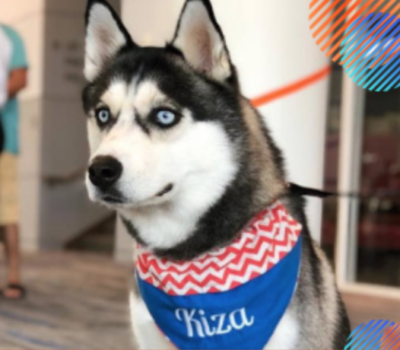 mascot,Alaskan Husky,Houston Baptist University,Kiza,Samoyed