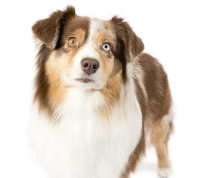 Miniature American Shepherd, Miniature Australian Shepherd,The North American Shepherd,Doris Cordova