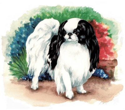 Japanese Chin,chin spin