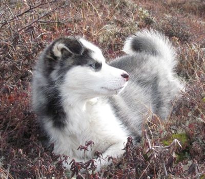 Labrador Husky,