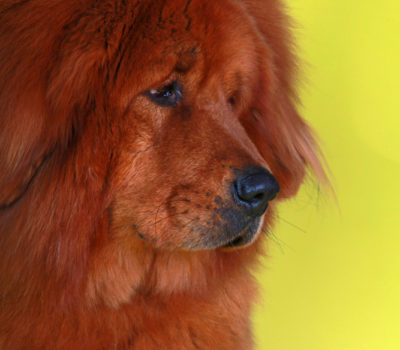 Tibetan Mastiff,