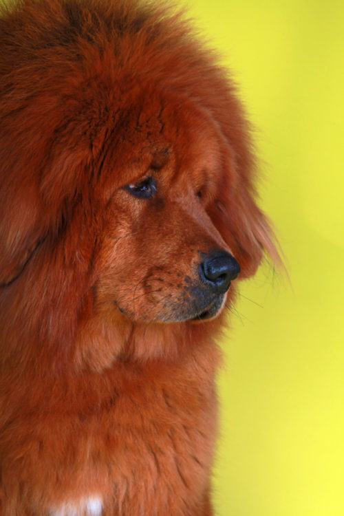 Tibetan Mastiff,